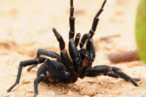 Sydney funnel spider - смъртоносен!